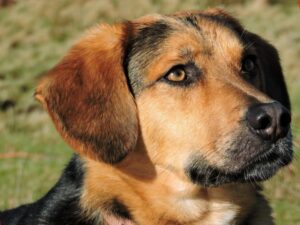 German Shepherd Beagle Mix - Your Complete Breed Guide - The Goody Pet