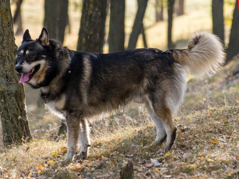 German Shepherd Husky Mix - Your Complete Shepsky Breed Guide - The ...