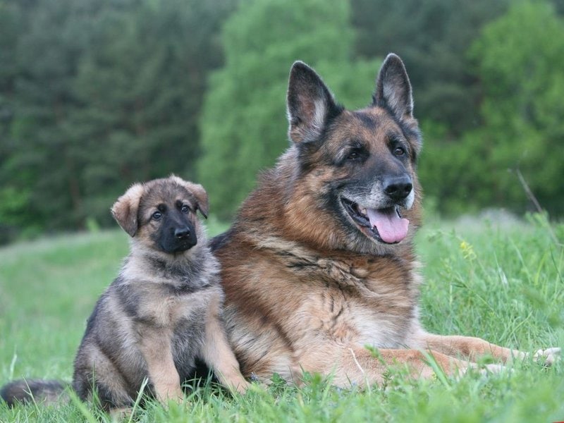 German Shepherd Lifespan: How Long Can A GSD Live? - TheGoodyPet - The ...