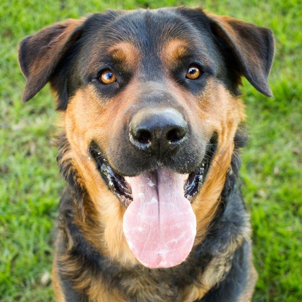 German Shepherd Mix Your Complete Breed - The Goody Pet
