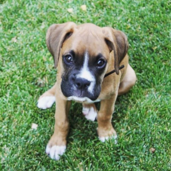 22 Adorable Boxer Mixes That You Never Know Existed - The Goody Pet