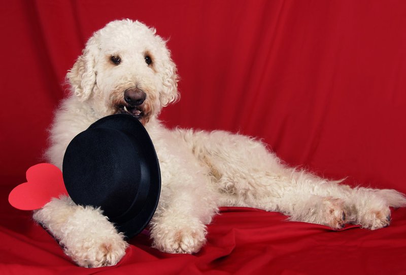 Goldendoodle Health Issues And Prevention Oodle Life