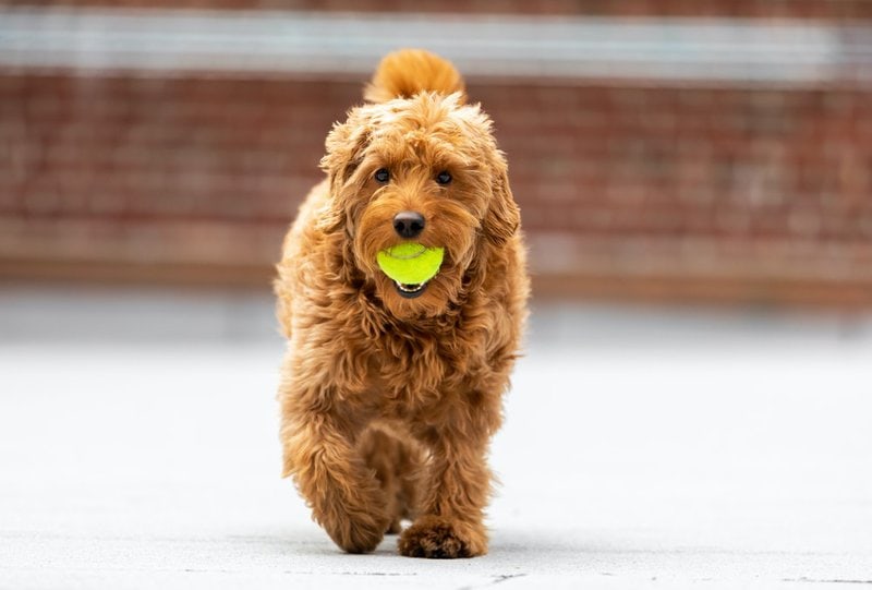 Goldendoodle Temperament And Personality - 9 Kinds You Would Not Have ...