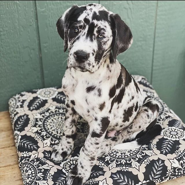 22 Great Dane Mixes That You Would Love - The Goody Pet
