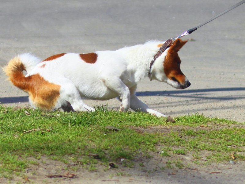 Help! My Dog Stops Walking & Won't Move - The Goody Pet