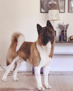 American Akita Dog - Your Complete Breed Guide - The Goody Pet