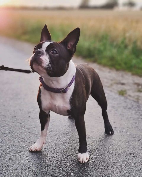 Boston Terrier Dog Breed - Your Complete Guide - The Goody Pet