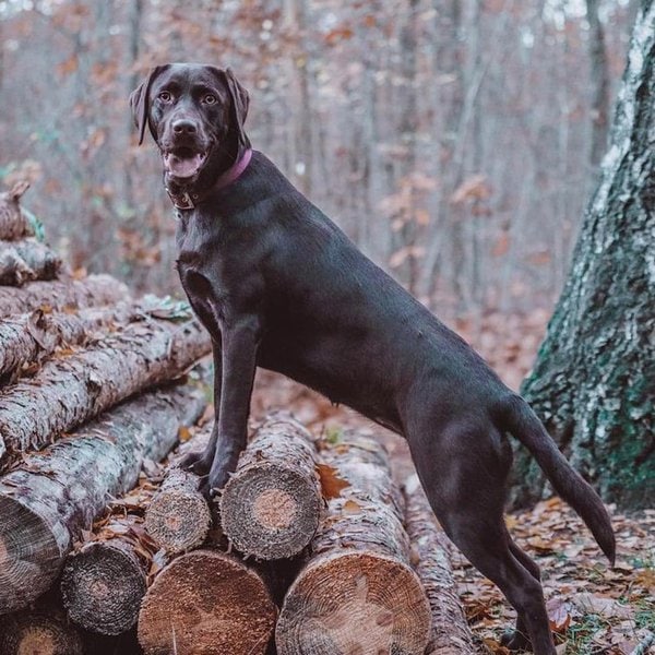 Chocolate Labrador Your Complete Breed Guide The Goody Pet