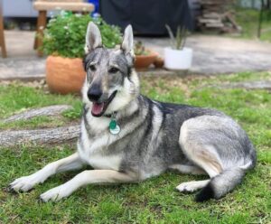 German Shepherd Wolf Mix - Your Complete Breed Guide - The Goody Pet