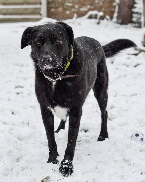 Labrador Border Collie Mix - Your Complete Borador Breed Guide - The ...