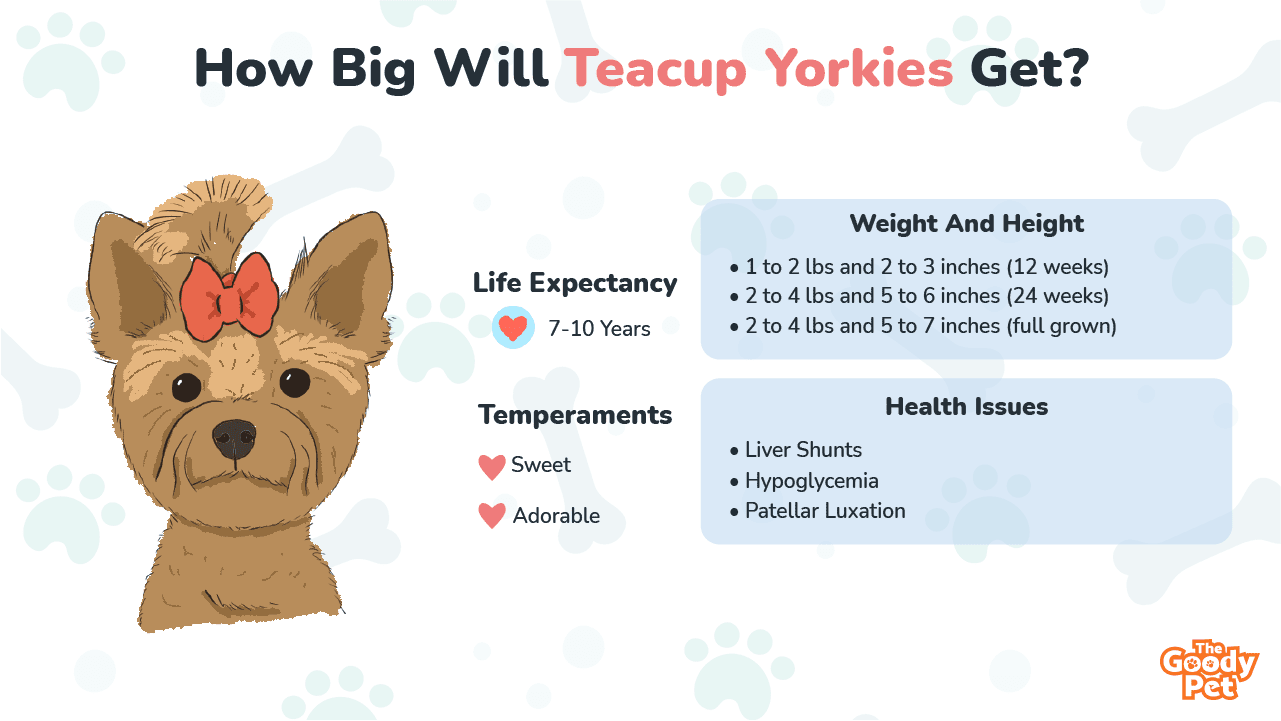 teacup yorkshire terrier full grown
