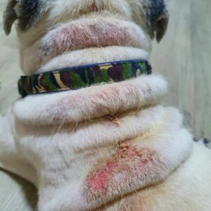 Dry Skin On Dogs: Causes, Symptoms & Treatment - The Goody Pet