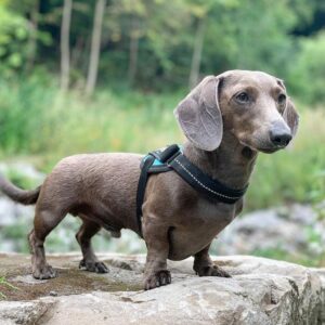 Everything You Need To Know About An Isabella Dachshund - The Goody Pet