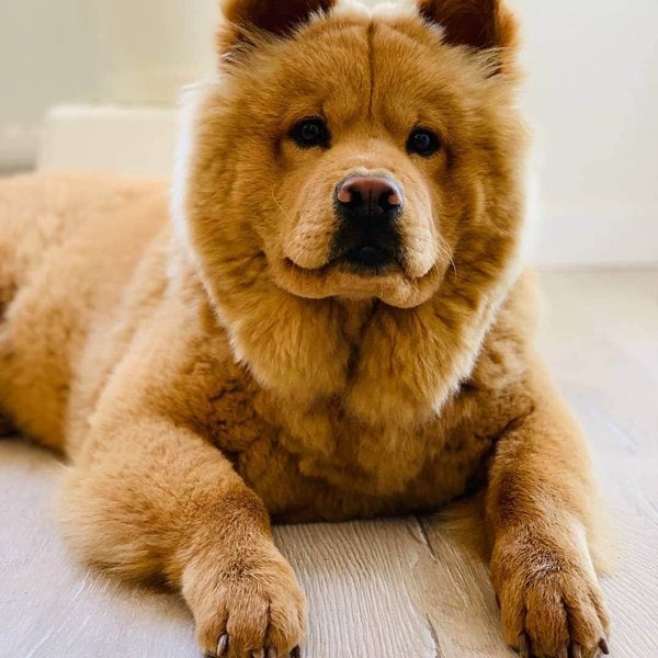 Cost Of Chow Chow