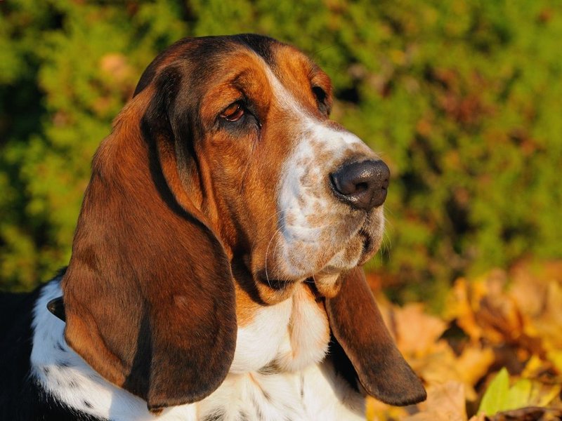 How Much Do Basset Hounds Cost (August 2022) - The Goody Pet