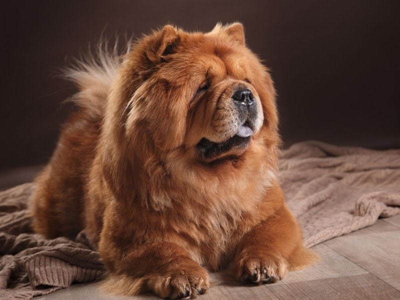 how-much-does-a-chow-chow-cost-july-2022-the-goody-pet