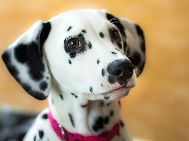 How Much Does A Dalmatian Cost (Updated September 2022) - The Goody Pet