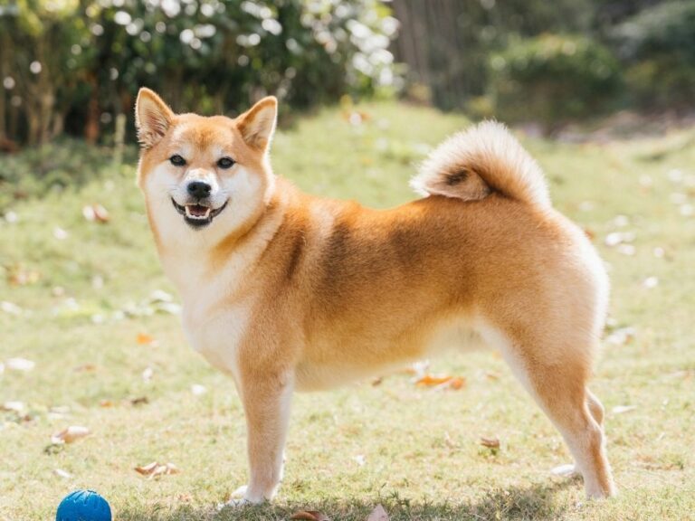 How Much Does A Shiba Inu Cost (June 2022) - The Goody Pet