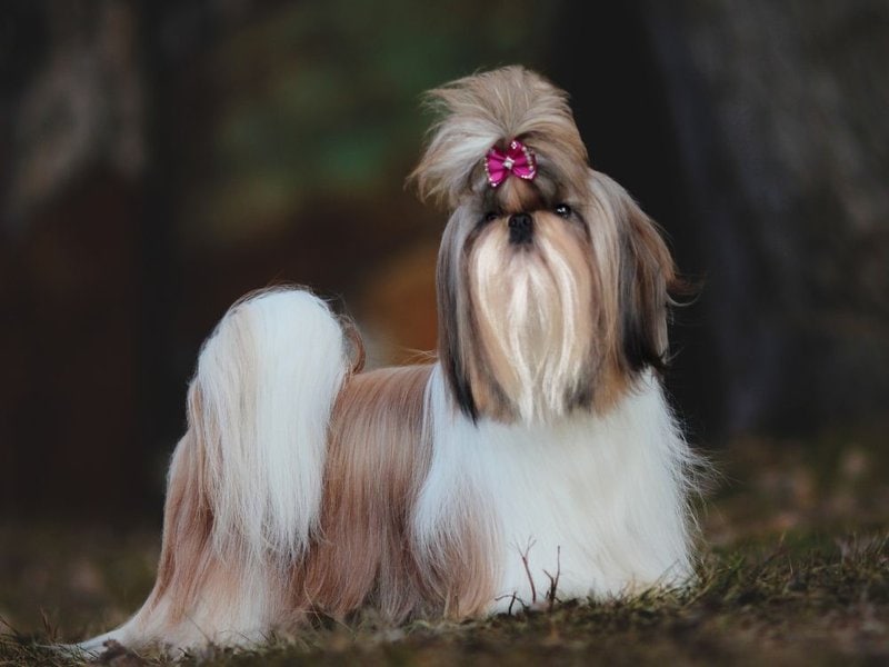 How Much Does A Shih Tzu Cost (August 2022) - The Goody Pet