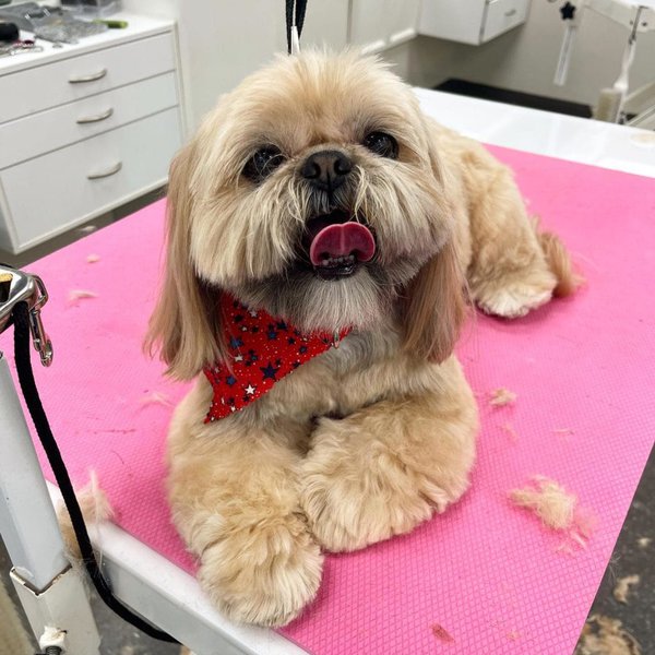 How To Groom A Shih Tzu - Tips And Tricks - The Goody Pet