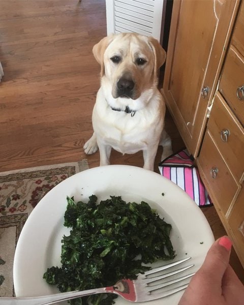 Can Dogs Have Kale? Here's How We Rate This Highly Controversial ...