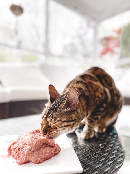 Wet Cat Food Feeding 101: How Much Food To Feed Everyday - The Goody Pet