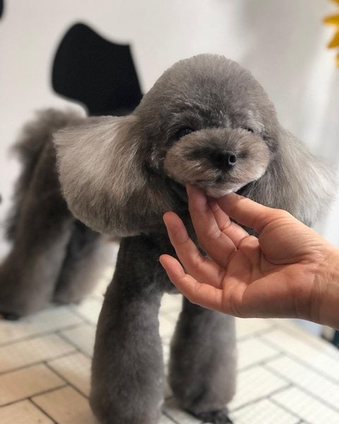 Poodle Grooming - A Complete Guide To Properly Groom Poodles - The