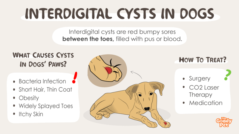 what causes cysts in dogs paws