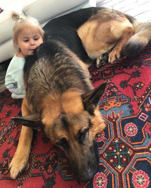 Are German Shepherds Good With Kids? A Guide On The Temperaments Of A ...