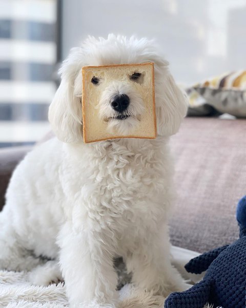 dogs-eating-bread-benefits-and-effects-of-feeding-bread-to-your-dogs