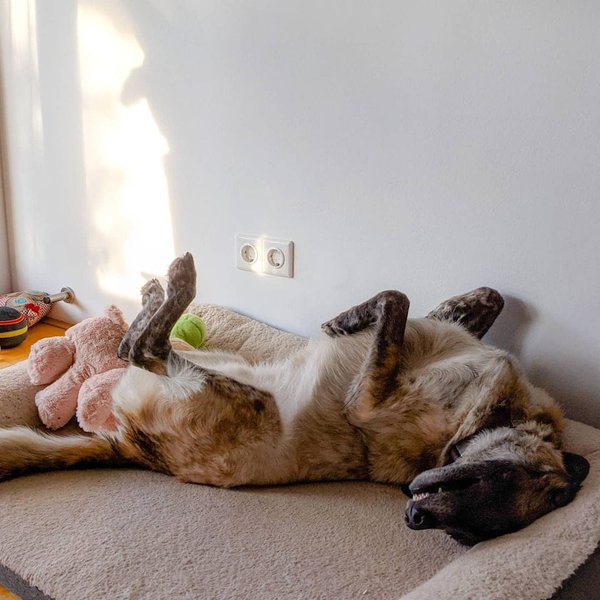 Why Do Dogs Twitch And Shake In Their Sleep? Here's What They Are ...