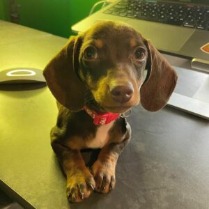 What Is A Teacup Dachshund? Introducing The Smallest Dachshund Breed ...