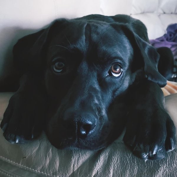 46 Black Lab Mixes That Will Put A Smile On Batman - The Goody Pet