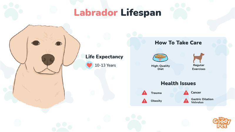 Labrador Lifespan - How Long Do Labs Live On Average - The Goody Pet