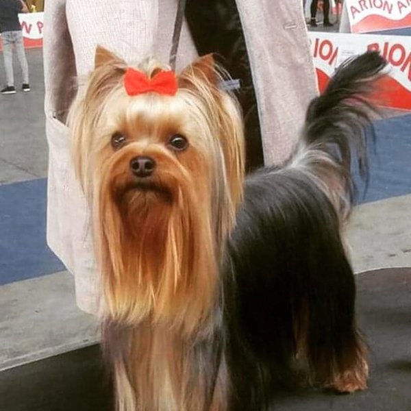 52 Yorkie Haircuts That Would Make Your Yorkshire Terrier A Star - The ...