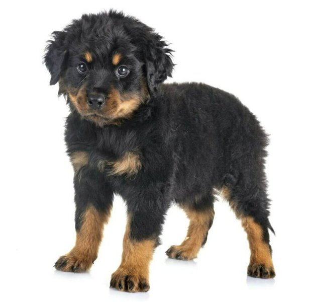 long haired rottweiler puppies for sale uk