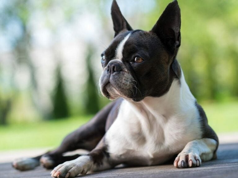 31 Low Maintenance Dog Breeds For Extremely Busy People - The Goody Pet