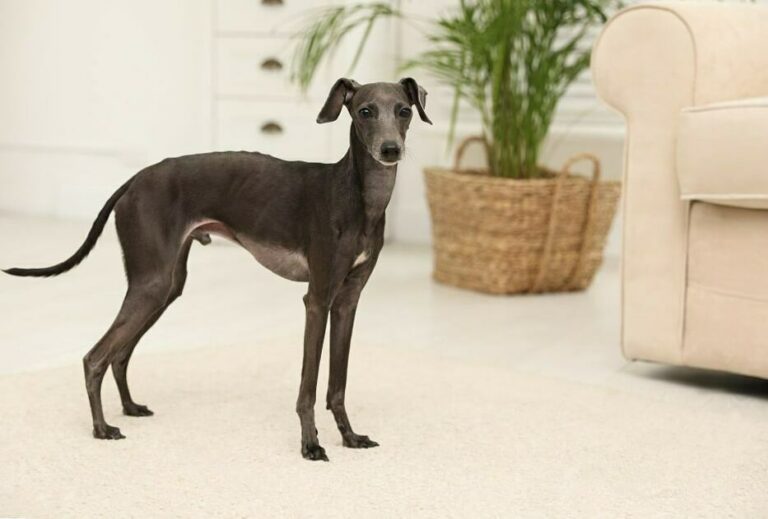 Mini Greyhound - Your Complete Breed Guide To The Italian Greyhound ...