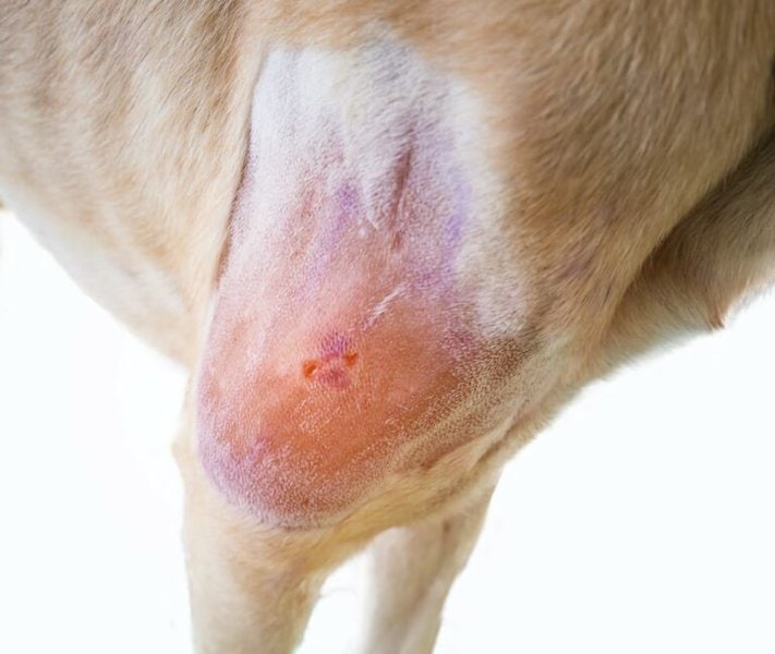 what anti inflammatory can dogs take