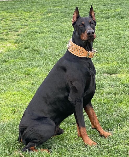 European Doberman - Your Complete Breed Guide - The Goody Pet