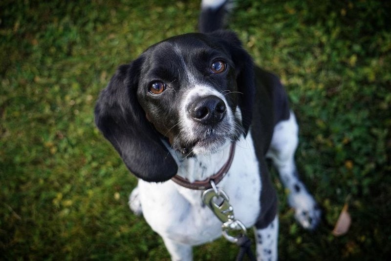 Beagle Cocker Spaniel Mix - Your Complete Breed Guide To The Bocker ...