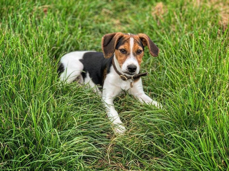 Jack Russell Beagle Mix - Your Complete Breed Guide To The Jackabee ...