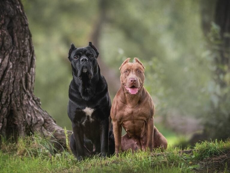 Pitbull Cane Corso Mix - Your Complete Breed Guide - The Goody Pet