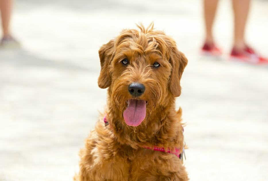 Red Goldendoodle - Your Complete Breed Guide - The Goody Pet