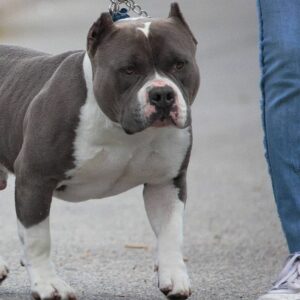 43 Bully Dog Breeds You Don’t Want To Mess With - The Goody Pet