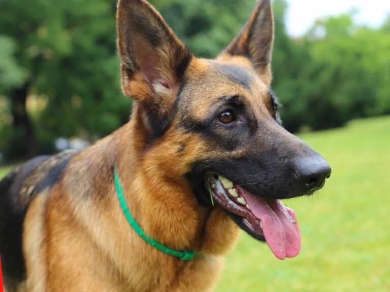 Short Haired German Shepherd - Your Complete Breed Guide - The Goody Pet