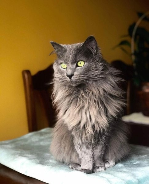 Nebelung Cats - Your Complete Cat Breed Guide - The Goody Pet