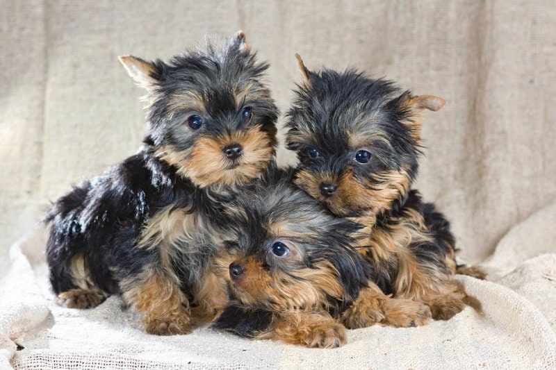 Teacup Miniature Yorkie: Expert's Breed Profile & Care Guide - The ...