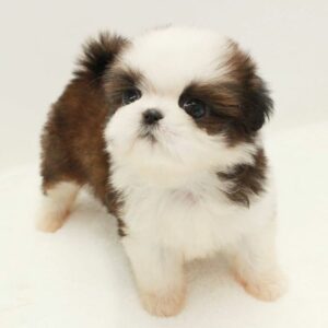 You Won't Believe These 17 Teacup Dog Breeds Exist - The Goody Pet