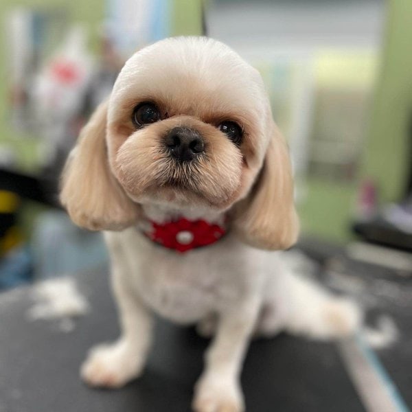 21 Shih Tzu Hairstyles That Would Make Your Shih Tzu A Star - The Goody Pet